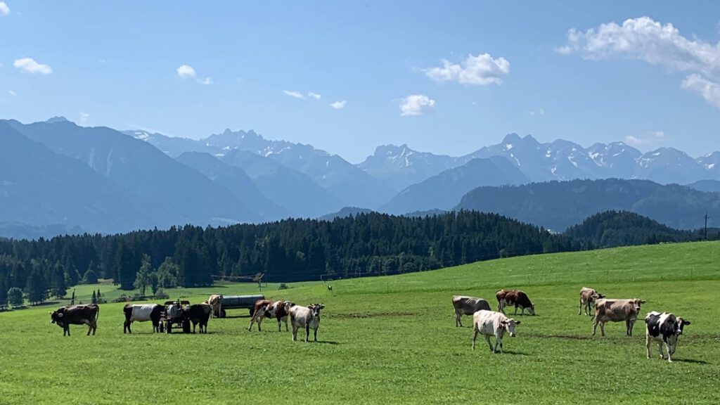 Allgäuer Alpen Panoramabild mit Kühe
