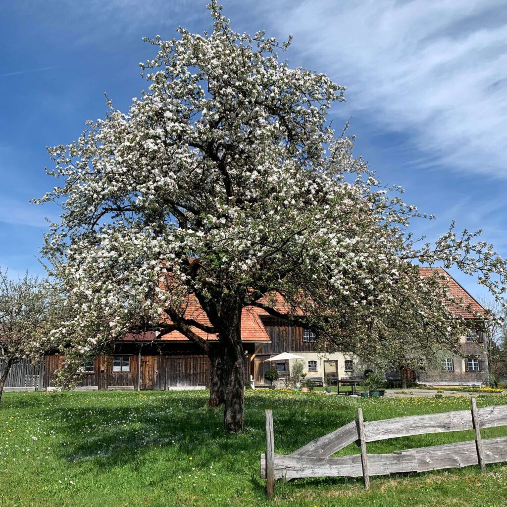 Apfelbaum in voller Blüte in der Streuobstwiese am Haus