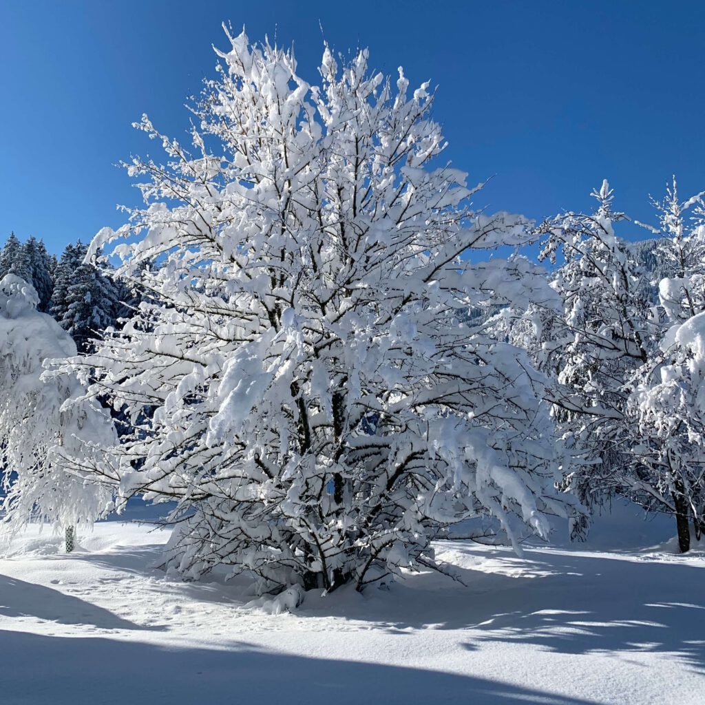 Verschneite Bäume im Tiefenberger Moos im Winter